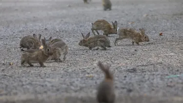 Plaga de conejos en terreno privado de Las Condes crece sin freno: Llaman a padres a no llevar a niños como paseo