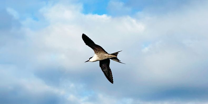 Manutara (Sterna lunata). Especie de ave sagrada para la cultura Rapa Nui y que también se encontró en la isla San Ambrosio. Foto: Expedición.&nbsp;
