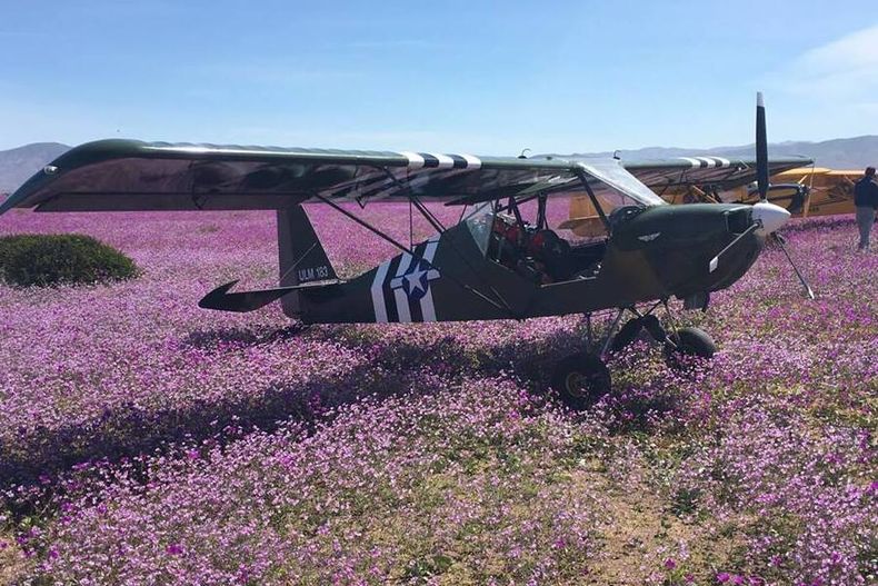 Avioneta en el desierto florido.jpg