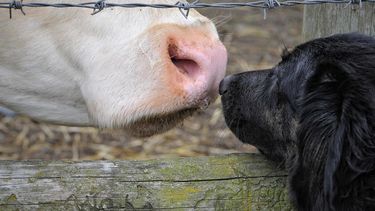 Chile se ubica en el lugar 31 del índice de derechos animales