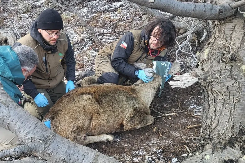 30879 hospital huemul.webp