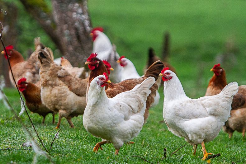 Imagen referencial sobre gallinas libres y bienestar animal