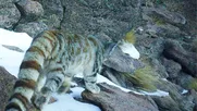 captan historico registro de gato andino en parque nacional volcan isluga tras 6 anos sin ser avistado