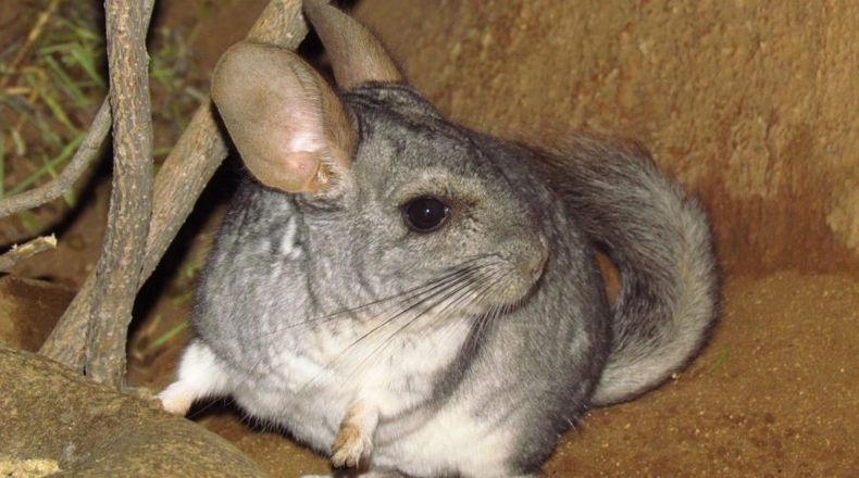 Chinchilla chilena imagen de Conaf 1600x890 1 e1668626387416.jpeg