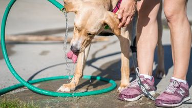 Día Mundial del Perro Adoptado se celebrará en Centro Parque con actividades para toda la familia