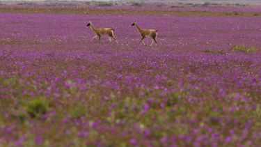 Desierto Florido es confirmado para este año: Septiembre llegará con hermoso espectáculo en Atacama