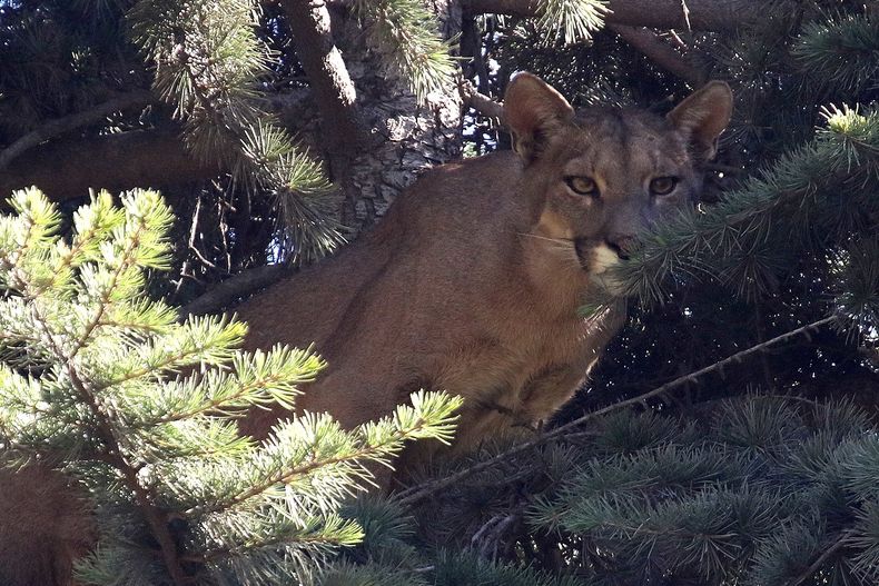 6765 puma.jpg
