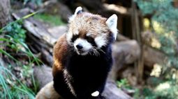 Triste noticia: Fallece tierno panda rojo en zoológico del Parque Metropolitano