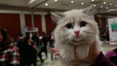 Alerta de la OMS: Los gatos son una especie susceptible al COVID-19 y pueden contagiarse entre ellos