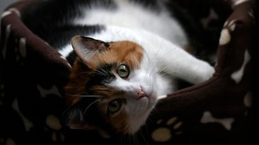 541 días de cárcel y prohibición de tener mascota para mujer que maltrató a gato con resultado de muerte