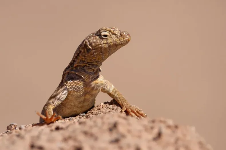 25462 diseno sin titulo 14.webp