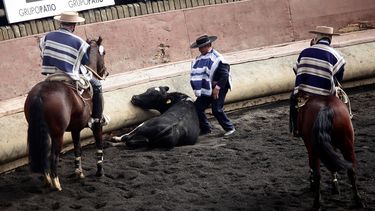 Deportistas critican a José Antonio Kast por su apoyo al rodeo. Foto: Agencia Uno