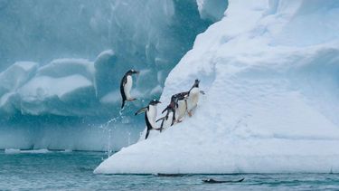 El país integrará la red universitaria antártica global de cara al Año Polar Internacional 2032-2033. Marcelo Leppe, de SCAR, explica qué está en juego.