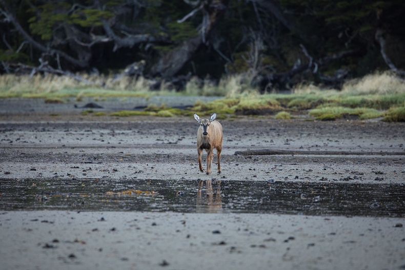 2591 huemul cabo froward.jpg