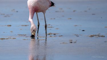 La presencia de flamencos andinos convive en Maricunga con actividades de exploración asociadas a la extracción de litio, uno de los desafíos actuales para la conservación del salar.