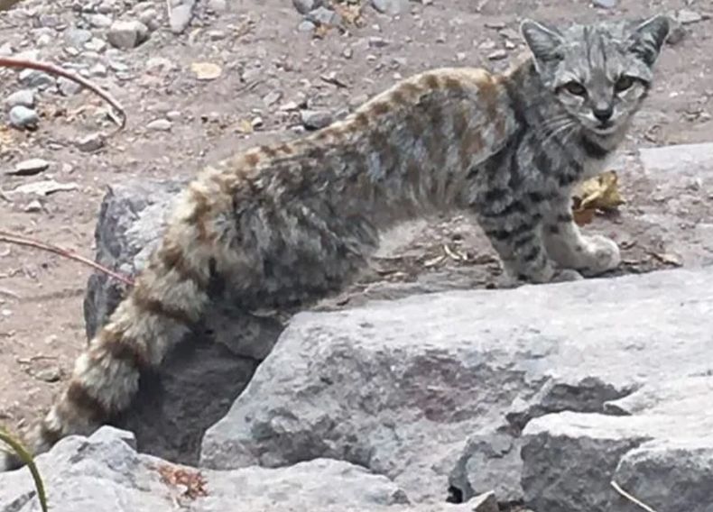 GATO ANDINO.jpg