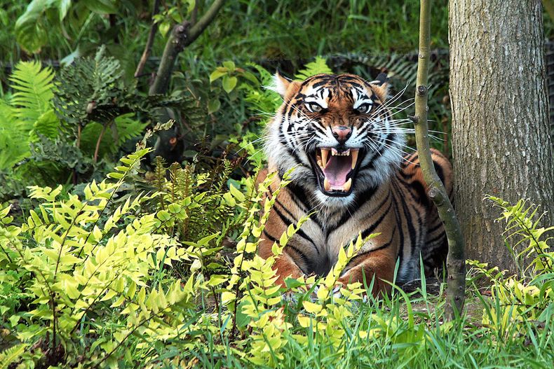 Female Sumatran Tiger CZSL 1200x800 1.jpg