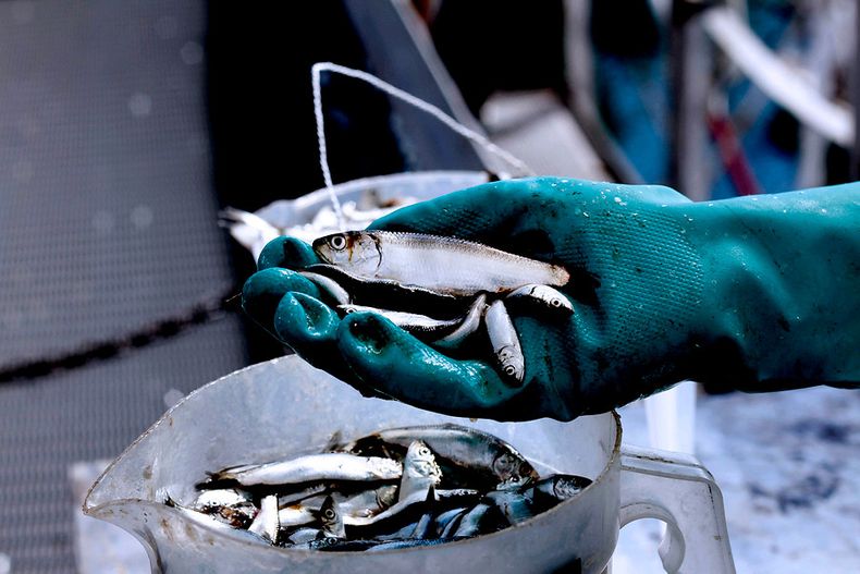 pescadores en crisis solicitan ayuda ante anomalia por baja de 65 de anchovetas y sardinas.jpg