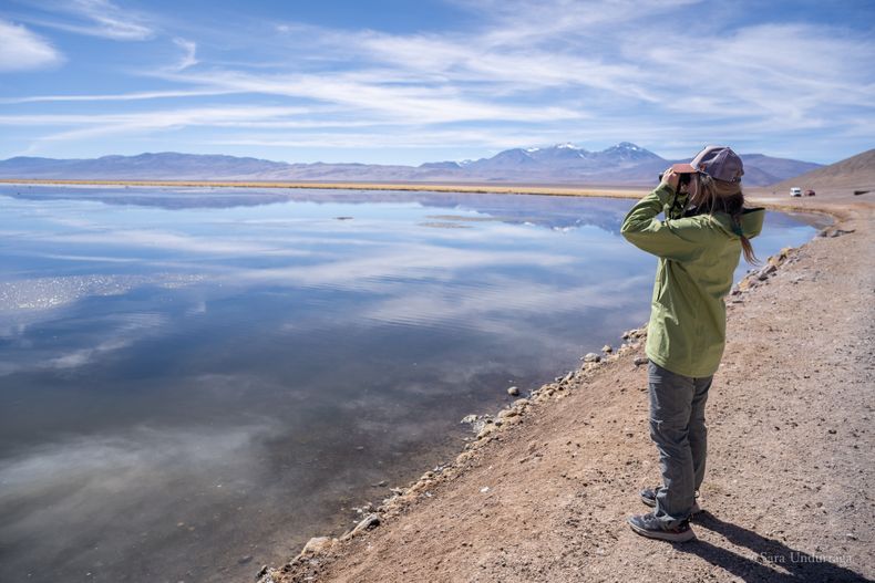 El paisaje del Salar de Maricunga combina extensas superficies de costra salina y espejos de agua, ambientes fundamentales para la fauna que habita estos ecosistemas del norte de Chile.