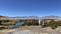 Salar de Tara, ecosistema amenazado por la minería.