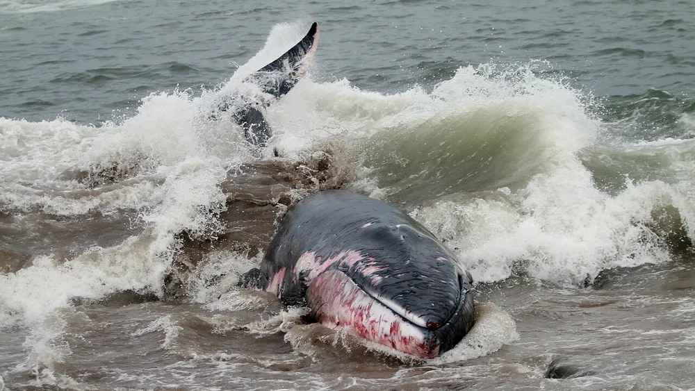 Ballenas, termoeléctricas y salmoneras empañan postulación de Chile para ser la meca de la conservación de océanos