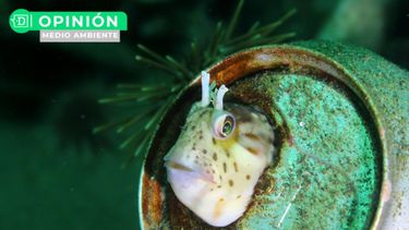 El Desconcierto | 1158 foto arte y ciencia.jpg