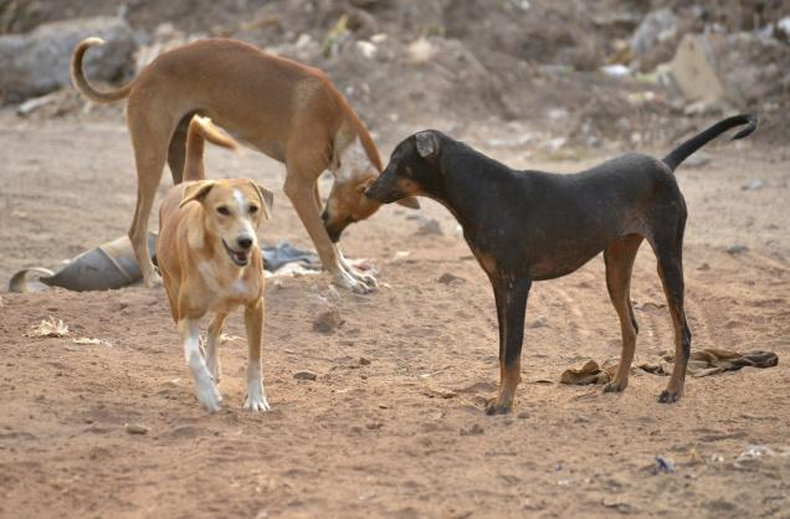 Comisión de Agricultura de la Cámara aprueba en general iniciativas que eximen de maltrato animal a quienes cacen perros en defensa de la industria ganadera y la fauna silvestre.&nbsp;