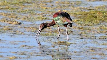 Renace Aculeo: 70 especies de pájaros volvieron a habitar la laguna que recuperó el agua