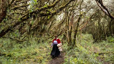 ONU premia a iniciativa que planta y restaura bosques en los Andes de Chile y Sudamérica