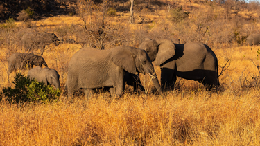 Botswana amenaza con regalar 20.000 elefantes a Alemania tras prohibir trofeos de caza