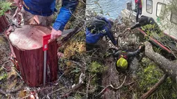 Se buscan: Talaron 60 cipreses nativos de hasta 500 años en Aysén y Conaf persigue con PDI a los autores