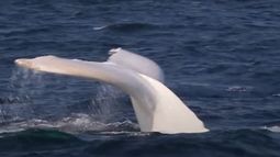 Encuentran muerta una ballena albina en una playa del sur de Australia