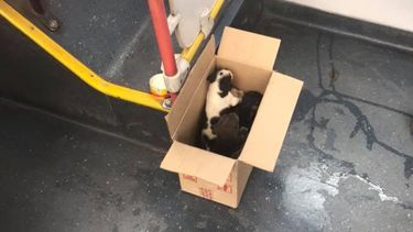 Chofer del Transantiago rescató a perritos abandonados en medio de su recorrido: Los alimentó y cobijó en una caja
