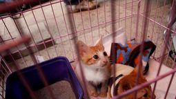 Municipalidad de Santiago inicia programa de vacunación y esterilización de mascotas a bajo costo