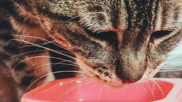 El Desconcierto | proponen desarrollo de alimento proteico para gatos a base de grillos, moscas y gusanos.jpg