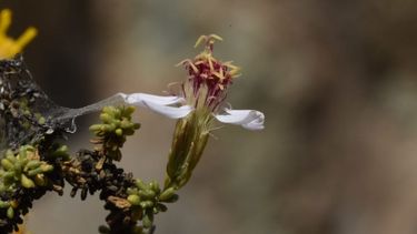 Descubren en Antofagasta una especie de planta nueva en el mundo