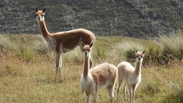 El Desconcierto | 26672 vicunas peru hugo castillo 12 1.webp