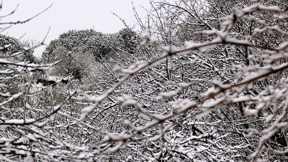 Revelan que frío extremo en Patagonia tuvo precedentes en década del 50 con temperaturas más bajas