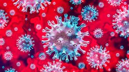 Esperanzadoras noticias de la ciencia: vacuna contra COVID-19 es exitosa en monos