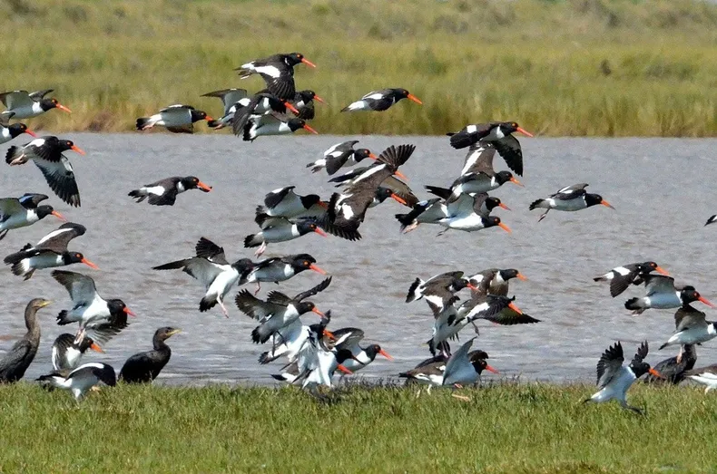 30979 aves rocuant.webp