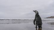 Pingüino de Humboldt sigue en la completa indefensión tras decisión del gobierno de José Antonio Kast - Agencia Uno