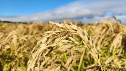 Reducir las emisiones de metano es fundamental. Reducir las emisiones de metano es fundamental.