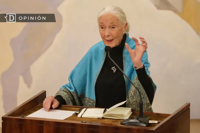 25541 jane goodall.webp