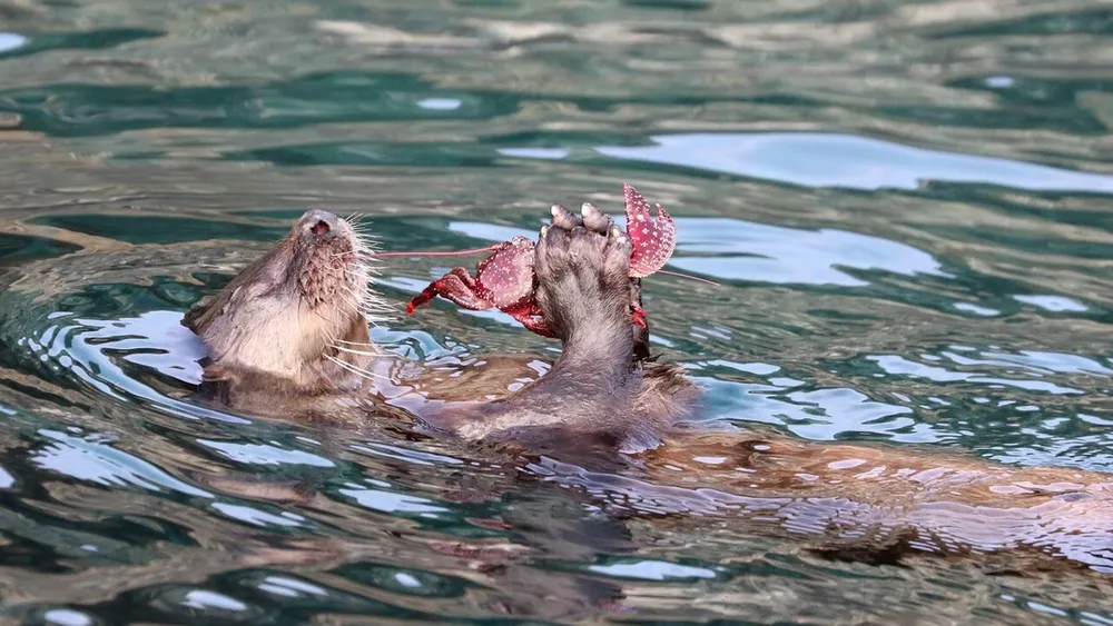 Científicos del mundo alertan a Chile por extinción de nutrias nativas, amenazadas por el visón y las salmoneras