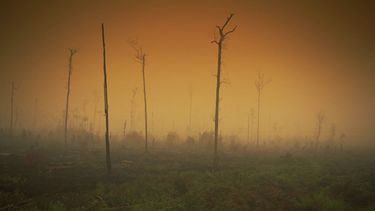 Greenpeace y ola de calor extremo que enfrenta el país: “Hay que hacerse la idea de que el clima que conocíamos desapareció”