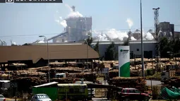 CDE demanda a Forestal Arauco por la extracción de 337 araucarias protegidas y exige medidas de reparación