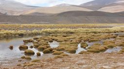 Segundo mayor salar de Chile ya tiene fecha para explotación: Codelco extraerá litio en 2030