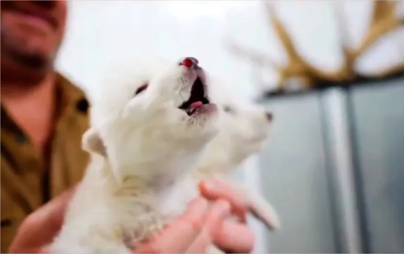 14036 lobo terrible.webp