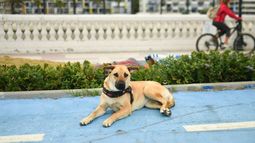 Perros acompañaban a humanos hace más de 15.000 años, según estudios genéticos / Agencia Uno Perros acompañaban a humanos hace más de 15.000 años, según estudios genéticos / Agencia Uno