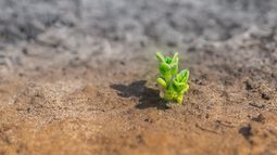¿Cómo vivir y cómo sobrevivir en el Antropoceno?